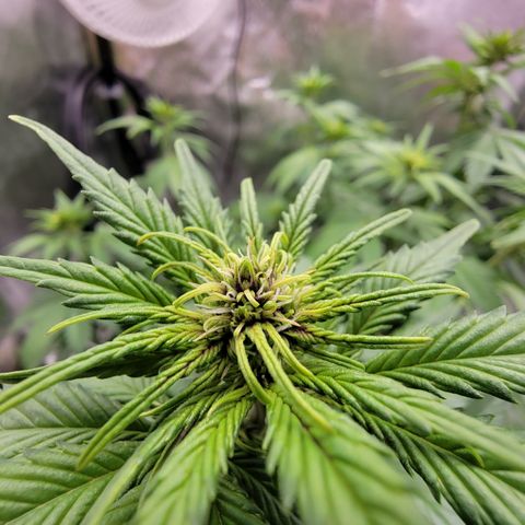 Lucy 2.0 growlog timeline photo
