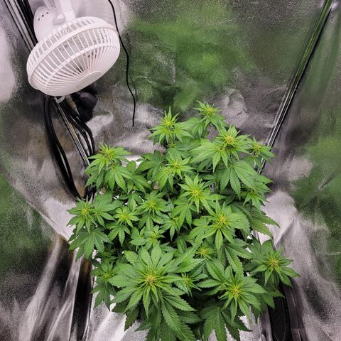Lucy 2.0 growlog timeline photo