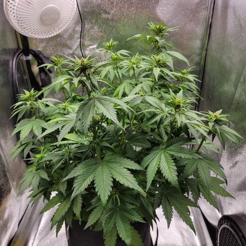 Lucy 2.0 growlog timeline photo