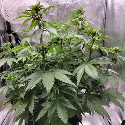 Lucy 2.0 growlog timeline photo