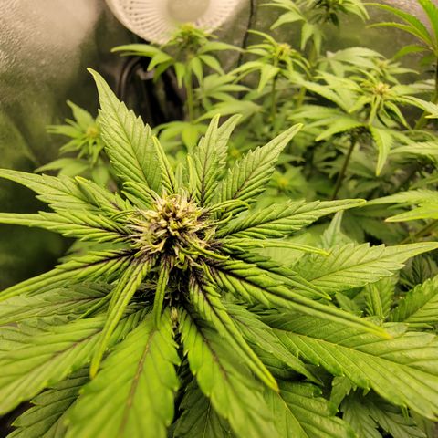 Lucy 2.0 growlog timeline photo
