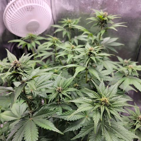 Lucy 2.0 growlog timeline photo