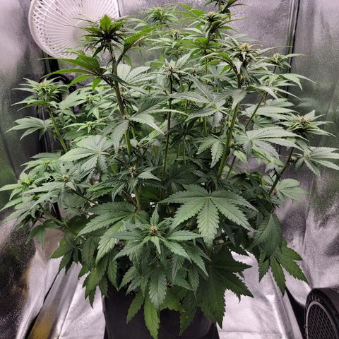 Lucy 2.0 growlog timeline photo