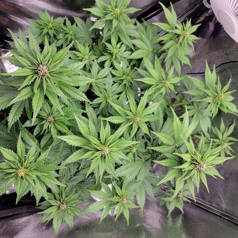 Lucy 2.0 growlog timeline photo