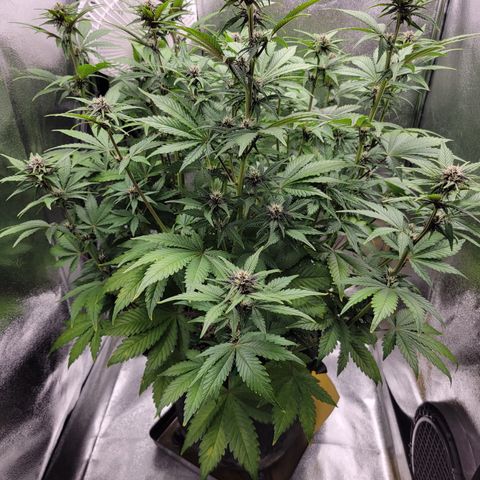 Lucy 2.0 growlog timeline photo