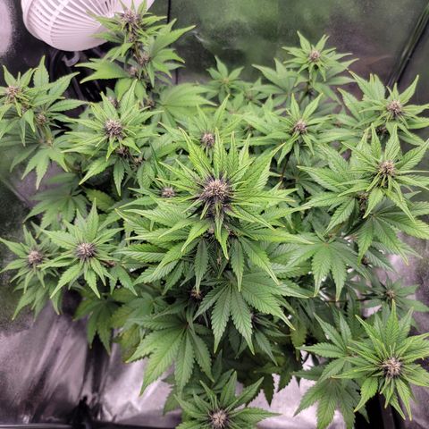 Lucy 2.0 growlog timeline photo