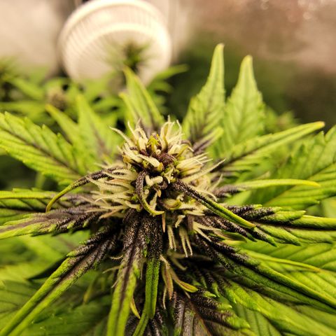 Lucy 2.0 growlog timeline photo