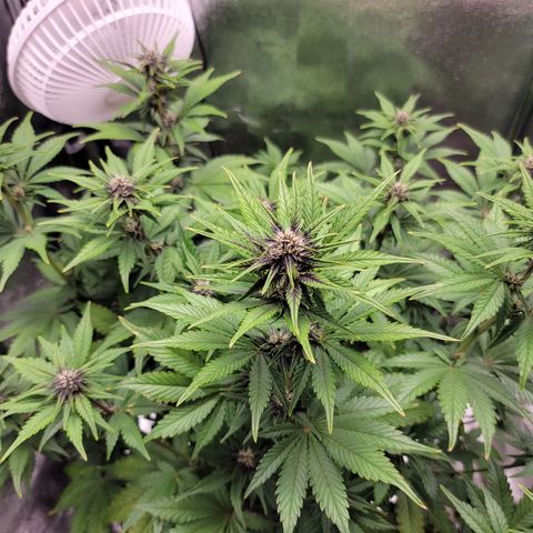 Lucy 2.0 growlog timeline photo