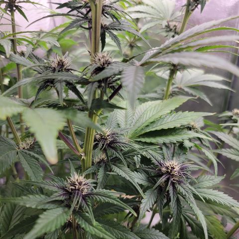 Lucy 2.0 growlog timeline photo