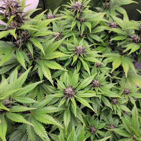 Lucy 2.0 growlog timeline photo