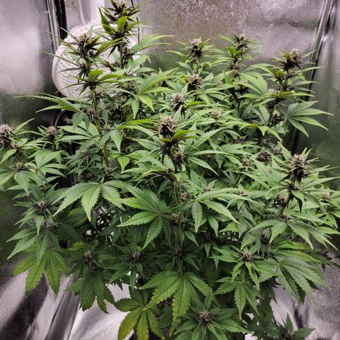 Lucy 2.0 growlog timeline photo