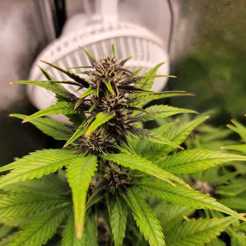 Lucy 2.0 growlog timeline photo