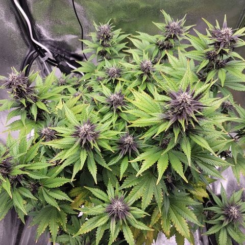 Lucy 2.0 growlog timeline photo