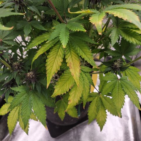 Lucy 2.0 growlog timeline photo