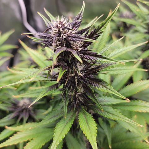 Lucy 2.0 growlog timeline photo