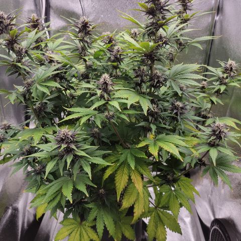 Lucy 2.0 growlog timeline photo