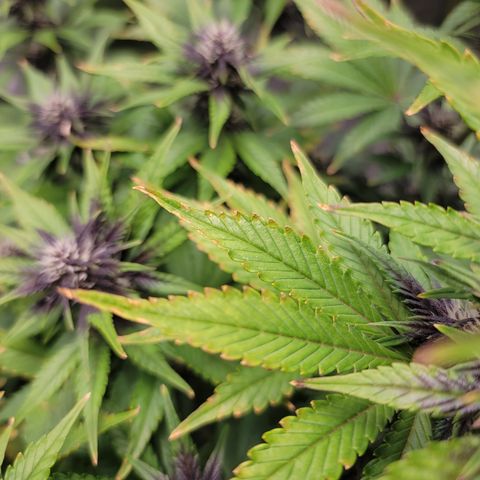 Lucy 2.0 growlog timeline photo