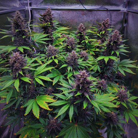 Lucy 2.0 growlog timeline photo