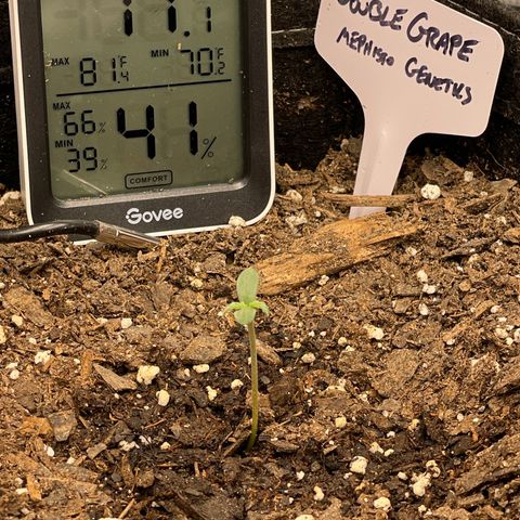Double Grape growlog timeline photo