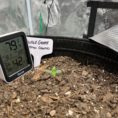 Double Grape growlog timeline photo