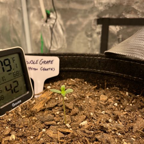 Double Grape growlog timeline photo