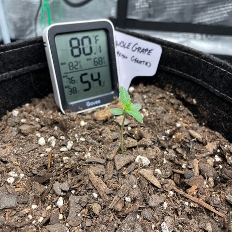 Double Grape growlog timeline photo