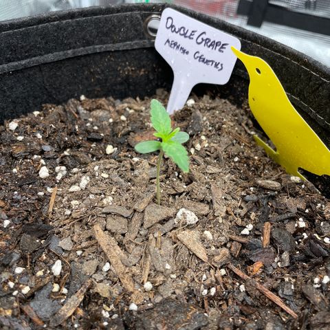 Double Grape growlog timeline photo