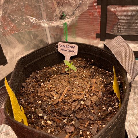 Double Grape growlog timeline photo