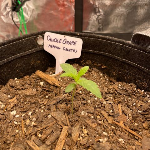 Double Grape growlog timeline photo