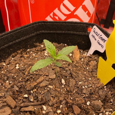 Double Grape growlog timeline photo