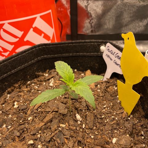 Double Grape growlog timeline photo