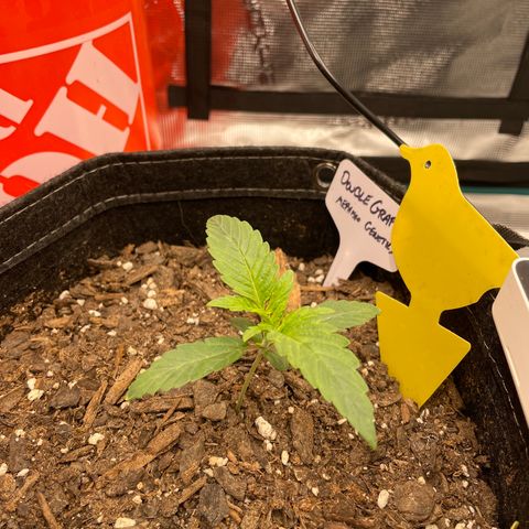 Double Grape growlog timeline photo