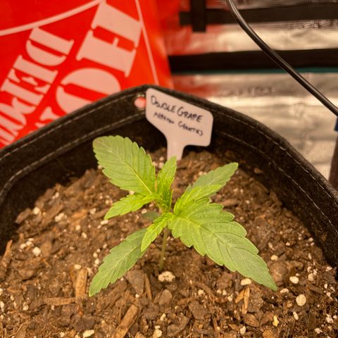 Double Grape growlog timeline photo