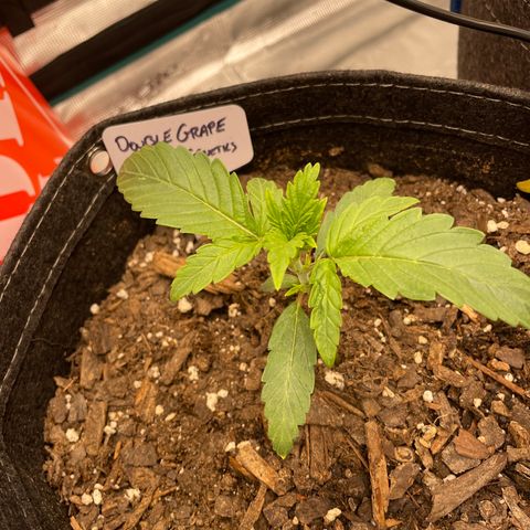 Double Grape growlog timeline photo