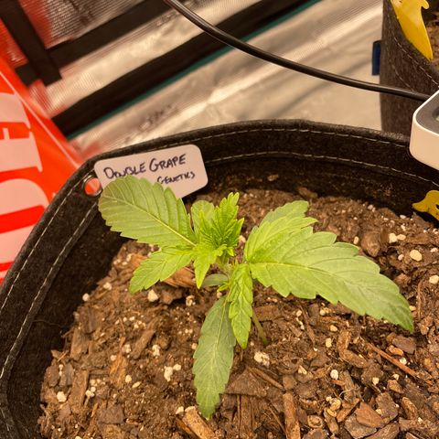 Double Grape growlog timeline photo