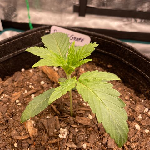 Double Grape growlog timeline photo