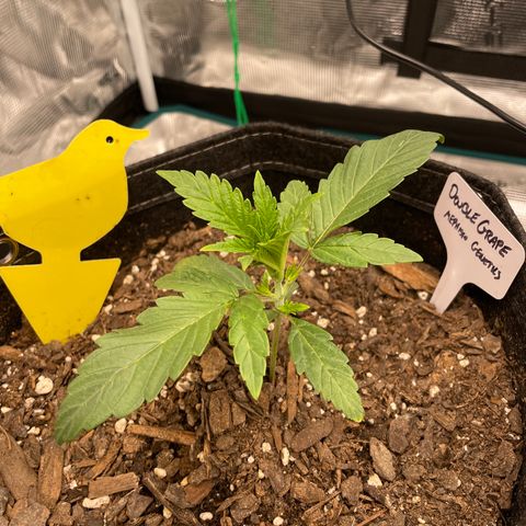 Double Grape growlog timeline photo