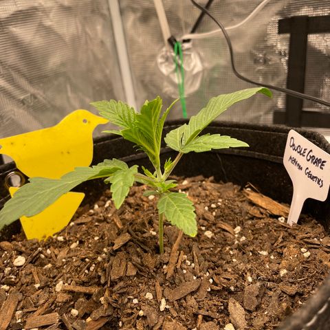 Double Grape growlog timeline photo