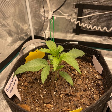 Double Grape growlog timeline photo