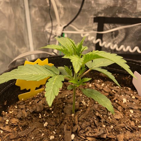 Double Grape growlog timeline photo