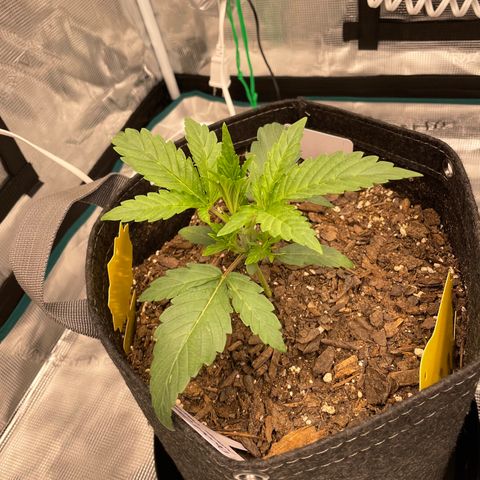 Double Grape growlog timeline photo