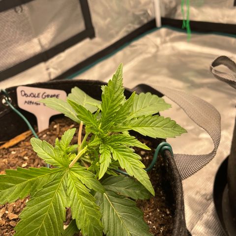 Double Grape growlog photo: LST round 1!