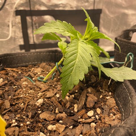 Double Grape growlog photo: LST round 1!