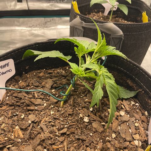 Double Grape growlog photo: LST round 1!