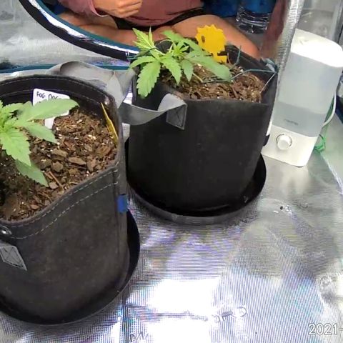Double Grape growlog timeline photo