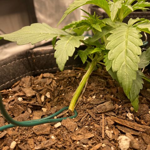 Double Grape growlog timeline photo
