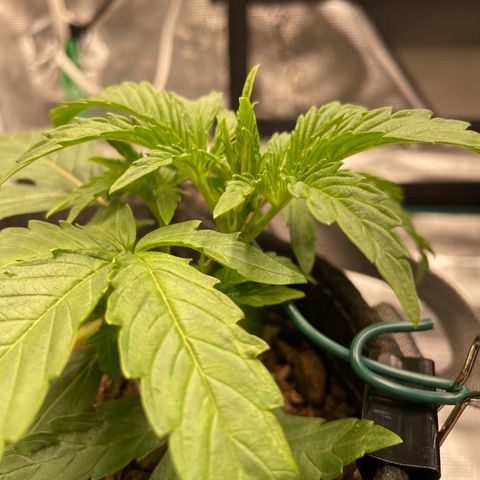 Double Grape growlog timeline photo
