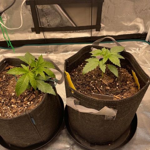 Double Grape growlog timeline photo