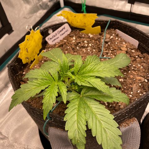 Double Grape growlog timeline photo