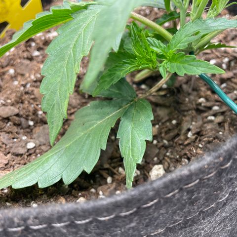Double Grape growlog timeline photo